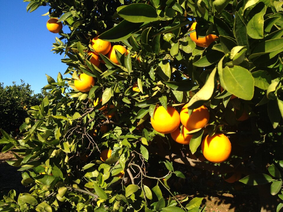 Fruit vegetable nature