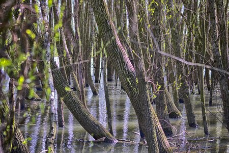 Willow floodplain wet feet