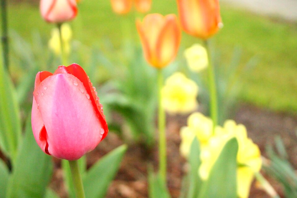 Pink flower bed patient