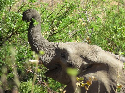 Elephant savanna reserve animal
