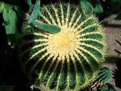 Cactus sphere mexican plant