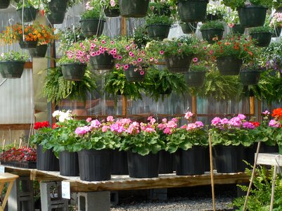 Plant green gardening
