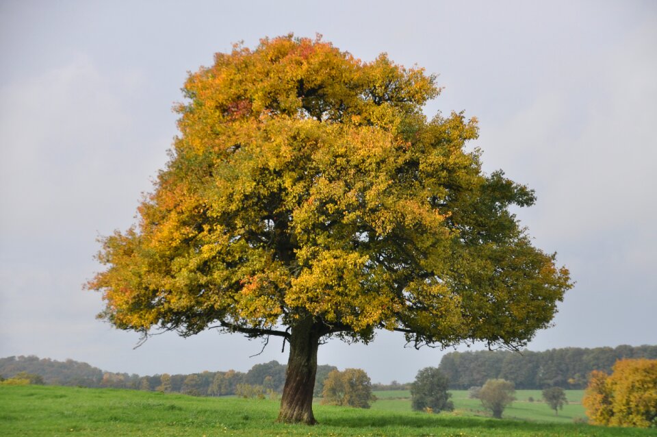 Majestic autumn landscape