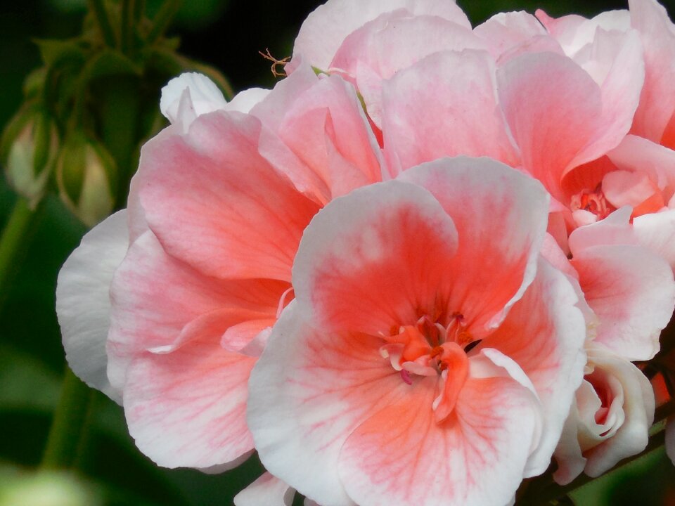Blossom plant floral