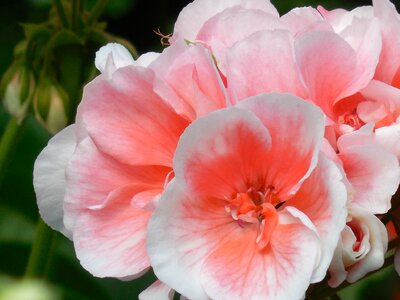 Blossom plant floral photo