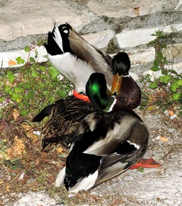 Couple animals love