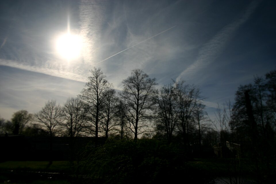 Nature tree landscape