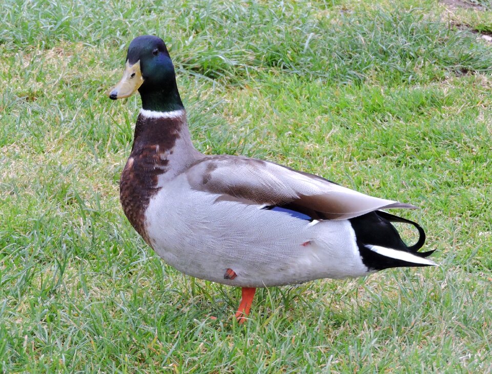 Bird beak biped