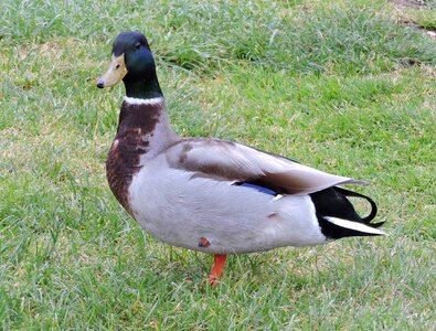 Bird beak biped