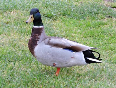 Bird beak biped photo