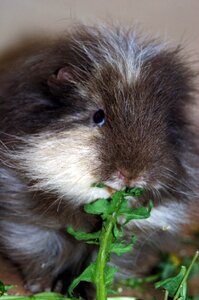 Eating dandelion frontal