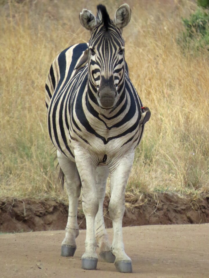 Animal young zebra african savannah