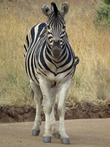 Animal young zebra african savannah