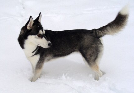 Dog siberian husky snow