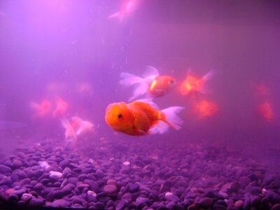 Fish aquarium photo