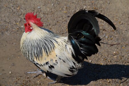 Bird gockel poultry photo