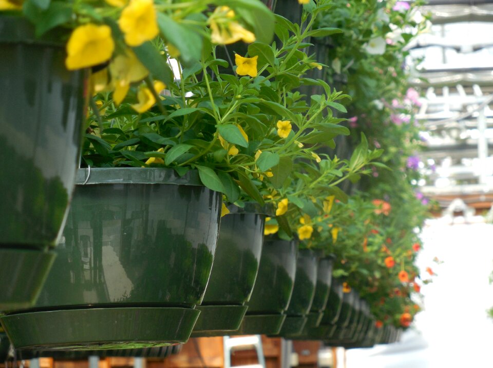 Plant green gardening