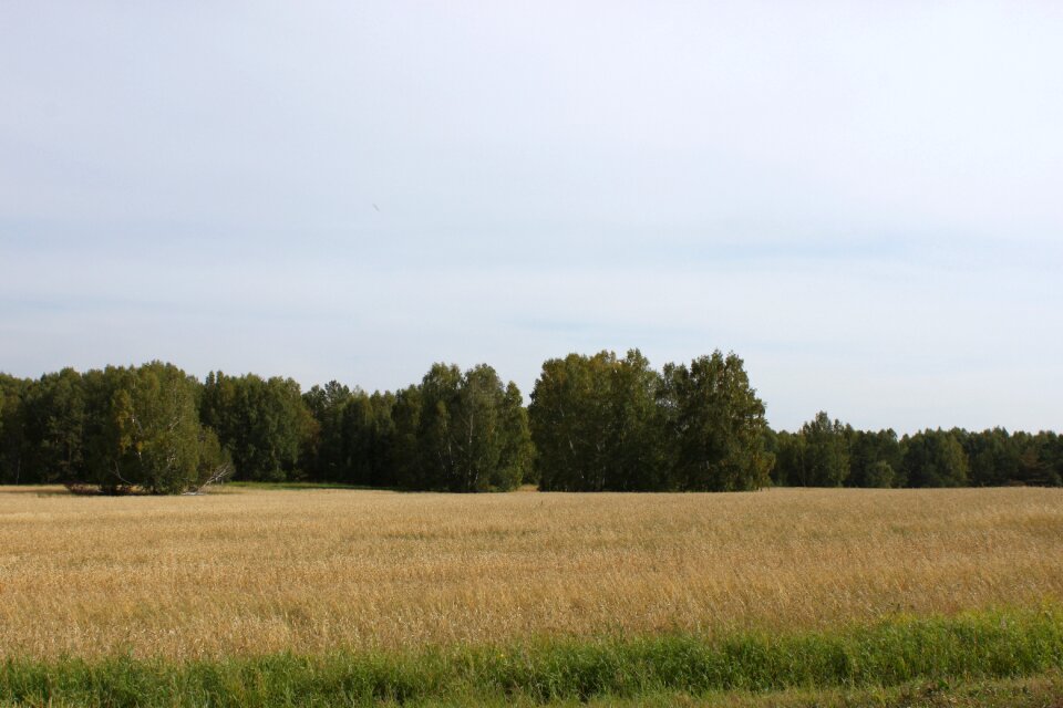 Field forest grass