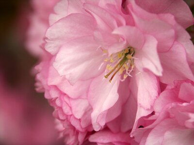 Stamens pink spring photo