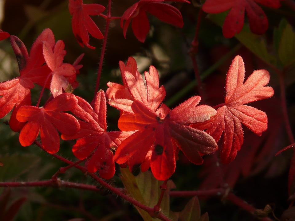 Autumn leaves color