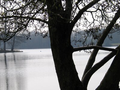Tree tribe lake photo