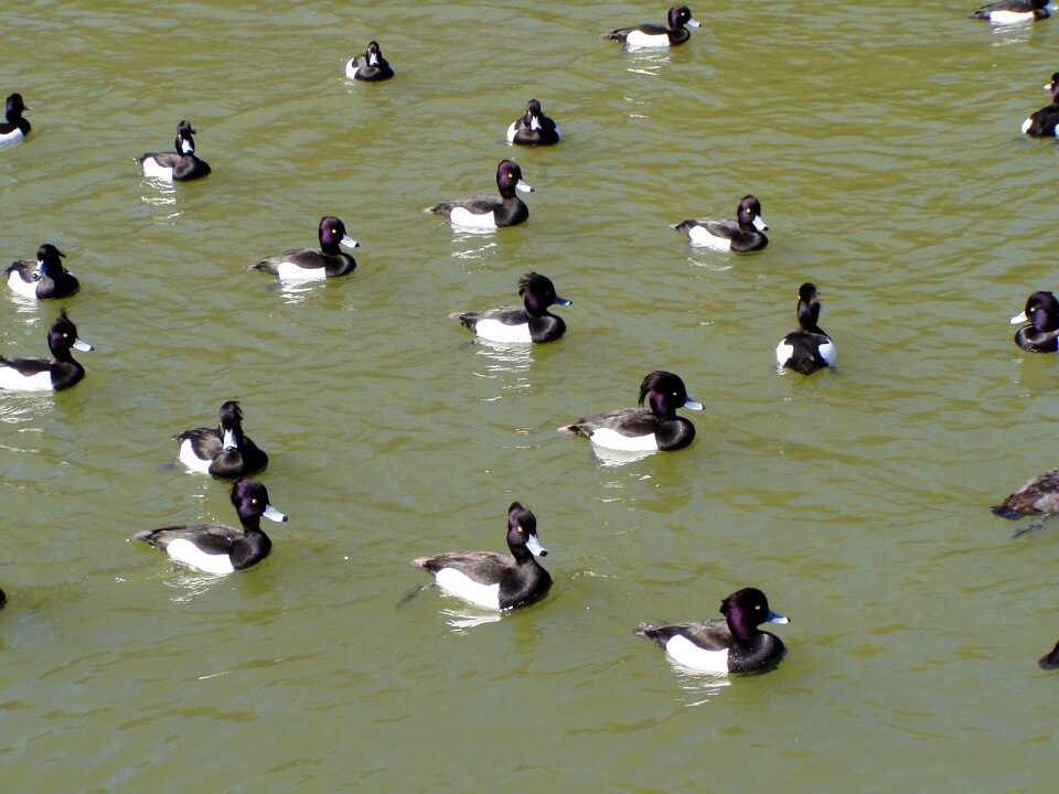 Bird duck waterfowl