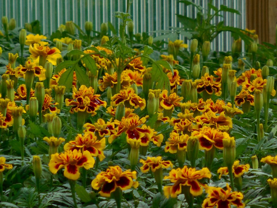 Plant green gardening