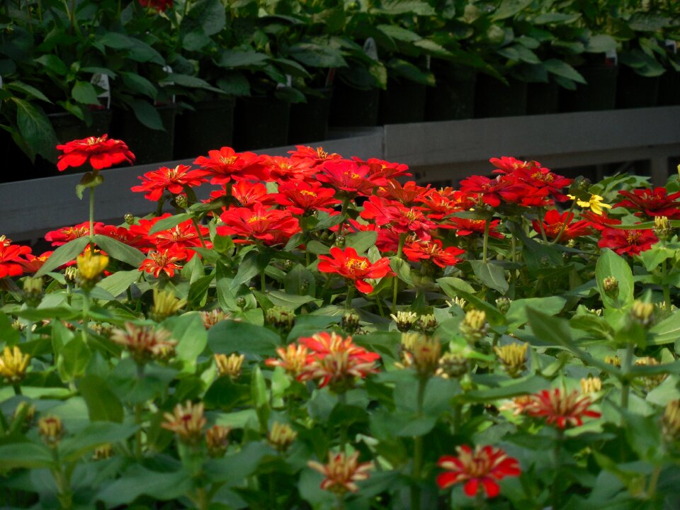 Plant green gardening