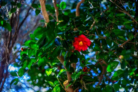 Flowers camellia flower busan
