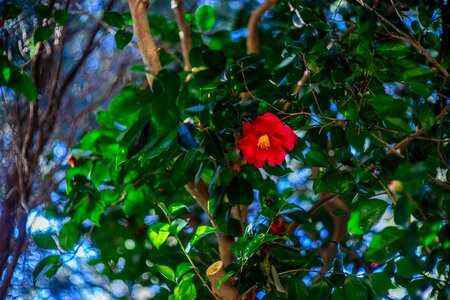 Flowers camellia flower busan photo