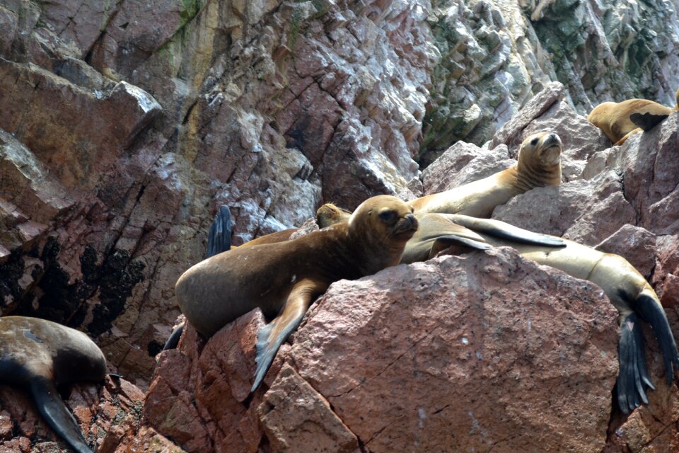 Animal aquatic