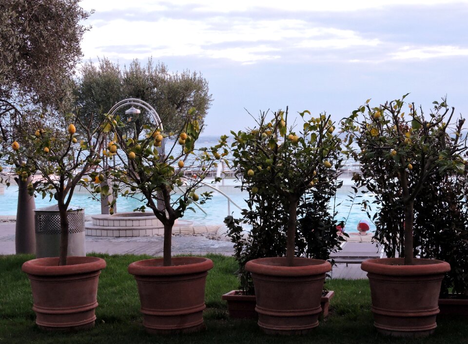 Olive tree sky garden