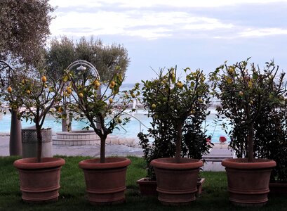 Olive tree sky garden photo
