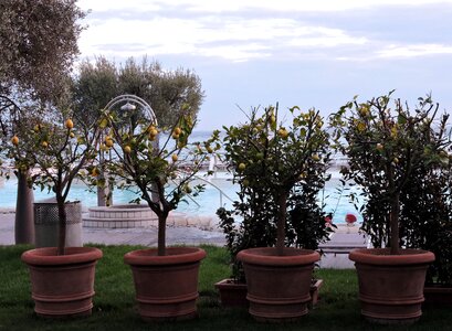 Olive tree sky garden