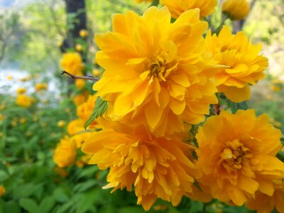 Plants nature crush