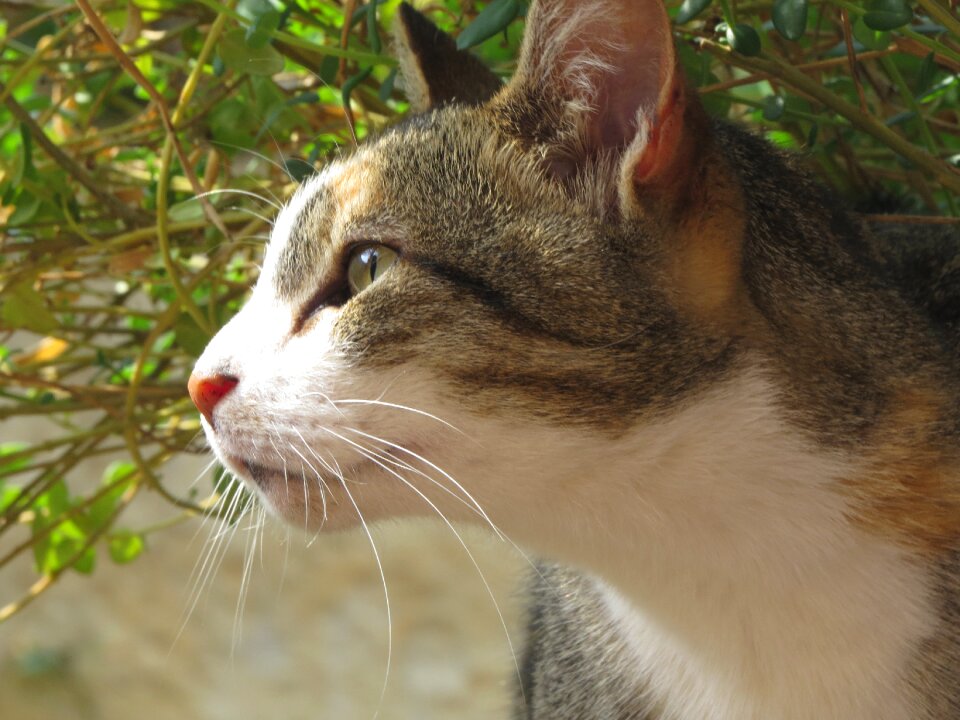 Cat cat eyes cat face