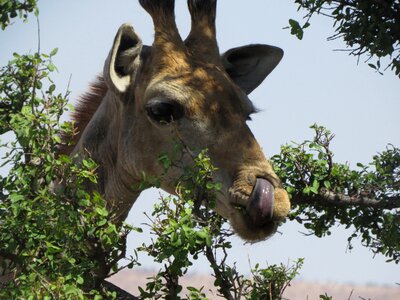 Giraffe original africa