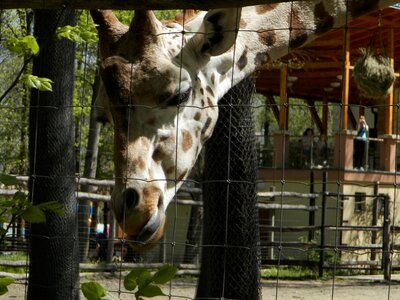 Zoo animal spotted