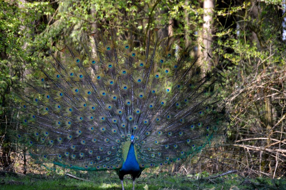 Peacock feathers colorful animal photo