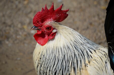 Bird gockel poultry photo