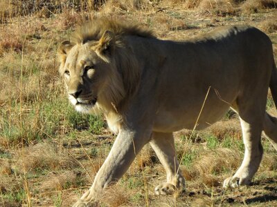 Savannah africa lion photo