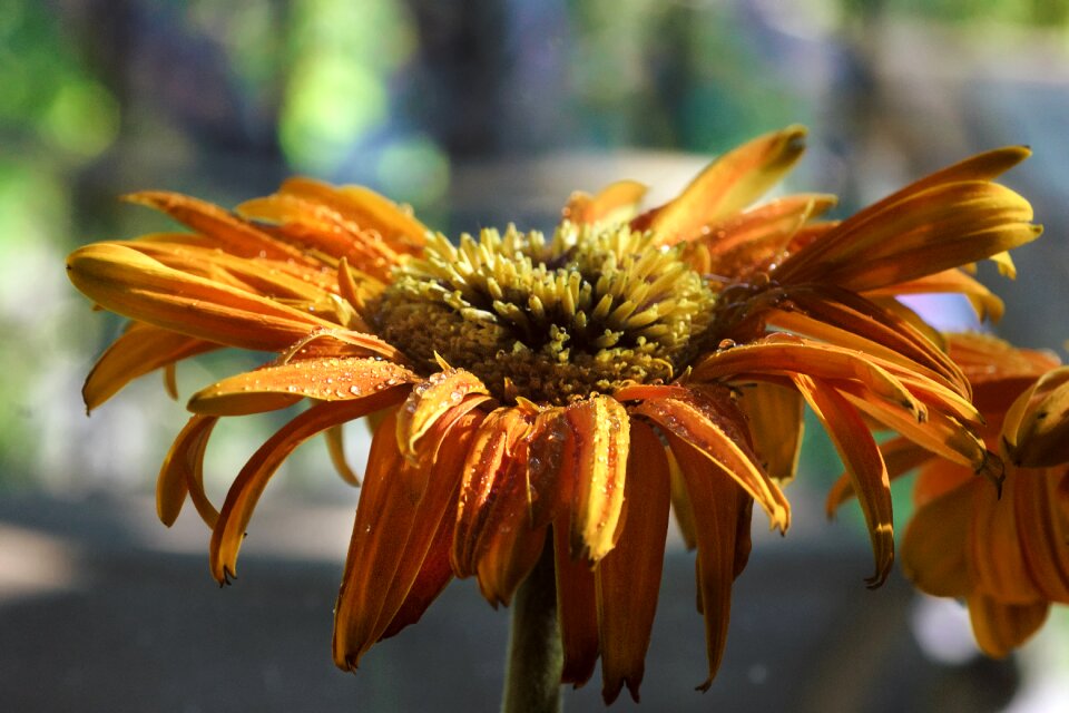 Gerbera bloom blossom