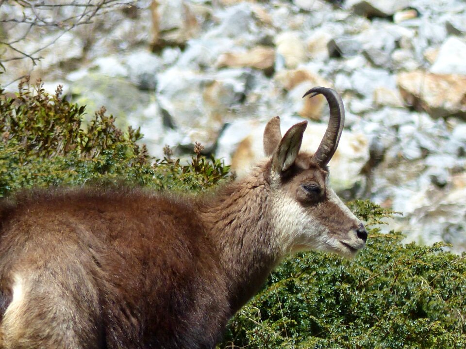 Wild chamois mountain