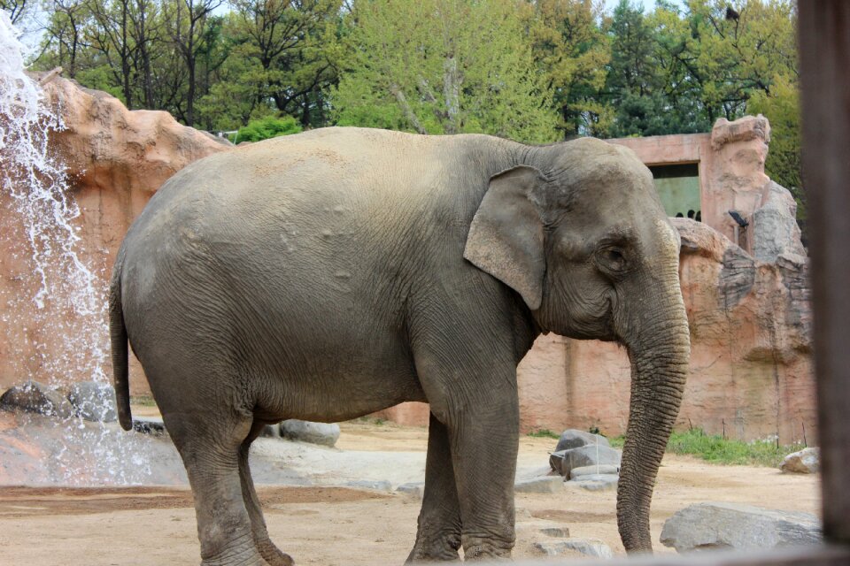 Elephant zoo telegraph