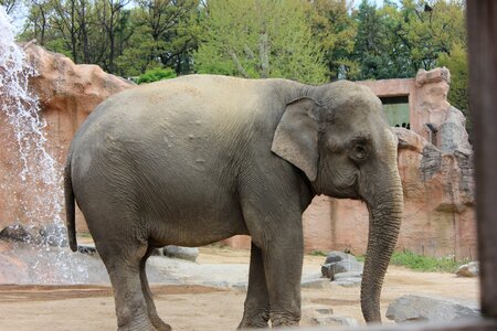 Elephant zoo telegraph