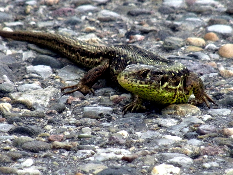 Animal nature lizard