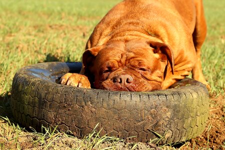 Animal mammal french mastiff photo