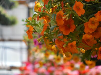 Plant green gardening