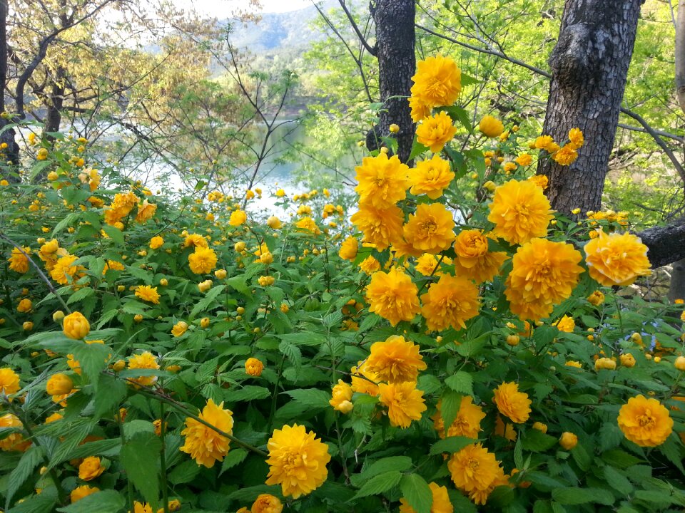 Plants nature crush