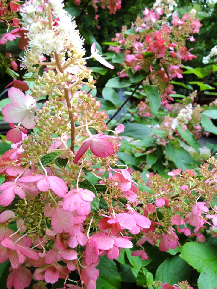 Flowers bloom pink